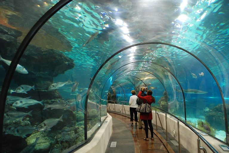 Aquarium de Barcelone : Découvrez les merveilles sous-marines de la Méditerranée