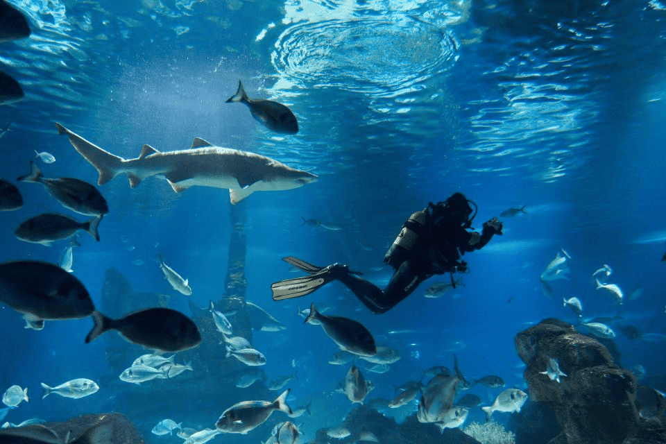 Plongée à l'Aquarium de Barcelone
