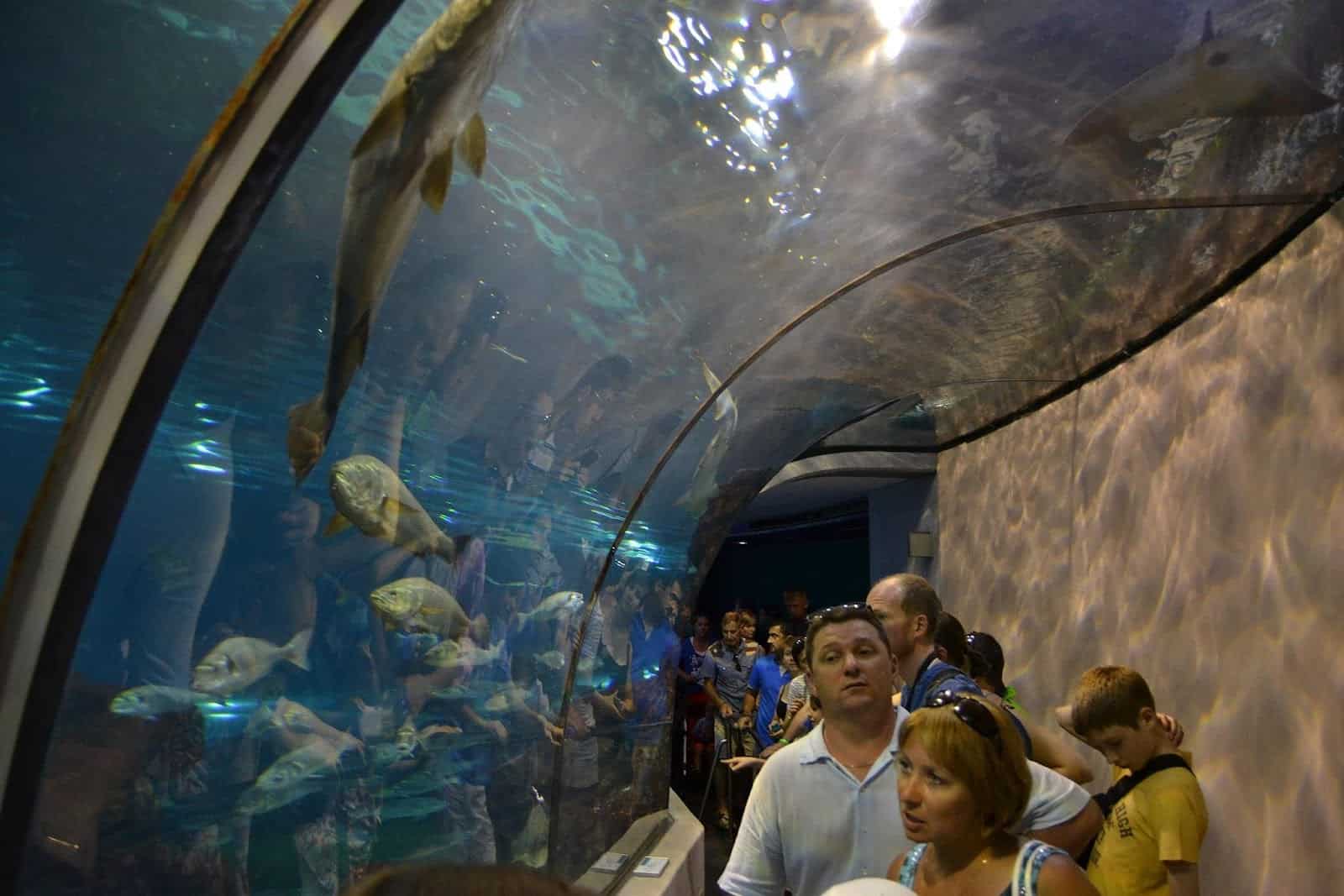 Tunnel de l'Aquarium